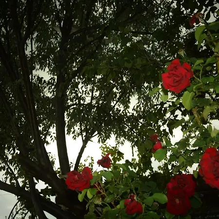 Ipekyolu Garden Gasthuis Avanos